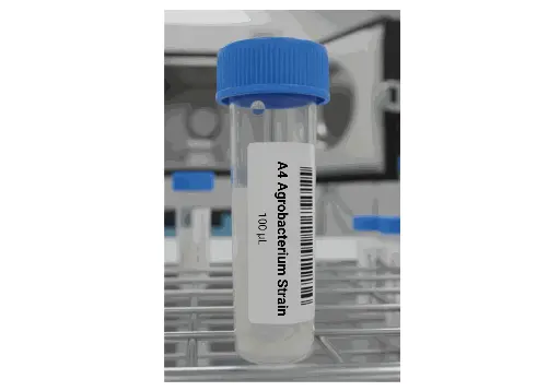 [0820-STR3001] A4 AGROBACTERIUM STRAIN