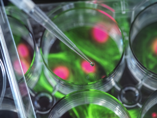 [SA-CAS9-61] U2OS Cell Line stably expressing GIP Receptor (GIPR) & cAMP Biosensor